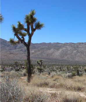 Joshua Tree 2024