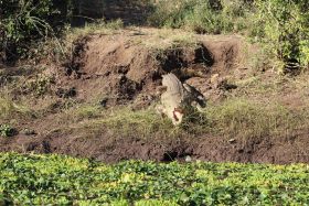 Een zonnende krokodil in Livingstone