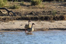 Nijlganzen, ook hier