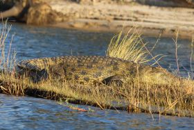 Weer een zonnende krokodil