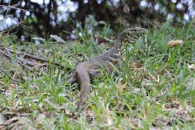 Monitor lizard at Kanyemba lodge (http://www.kanyemba.com/)