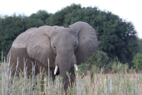 Olifant in Mana pools