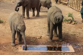 Olifantjes bij de Elephant orphanage (https://www.gamerangersinternational.org/elephant-orphanage-project)
