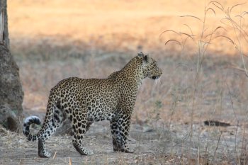 Luipaard in South Luangwa