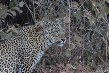 Luipaard up close in South Luangwa
