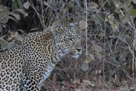 Luipaard up close in South Luangwa