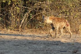 Hyena in South Luangwa