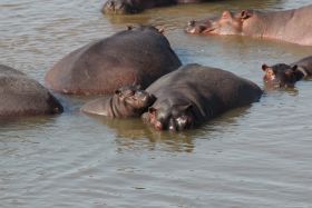 Nijlpaarden in South Luangwa
