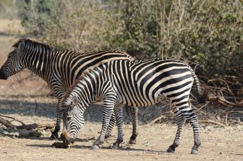 Zebra's in South Luangwa