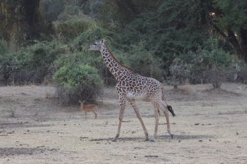 Carolien haar spiritanimal, de giraffe, in South Luangwa