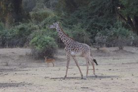 Carolien haar spiritanimal, de giraffe, in South Luangwa