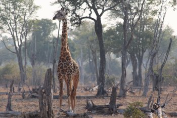 Shot van giraf in miombo woodlands