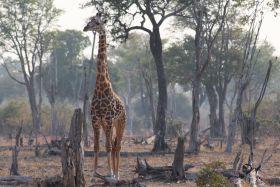 Shot van giraf in miombo woodlands