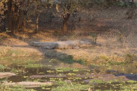 Krokodillen in South Luangwa