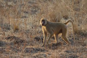 Baviaan in South Luangwa