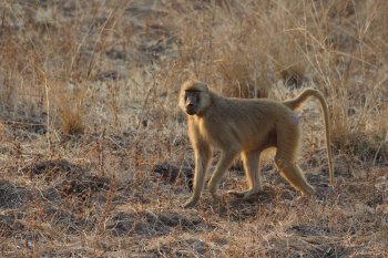 Baviaan in South Luangwa
