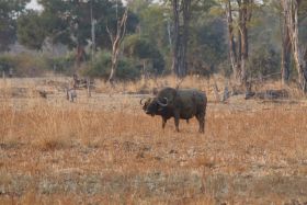 Kaapse buffel in South Luangwa
