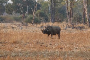 Kaapse buffel in South Luangwa