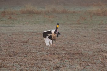 Stork in South Luangwa