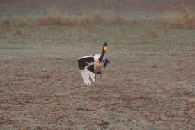Stork in South Luangwa