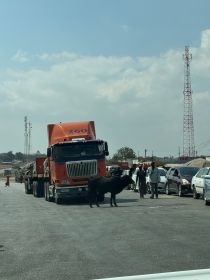 Een vrachtwagen en een koe