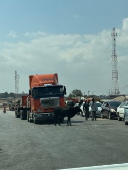 Een vrachtwagen en een koe